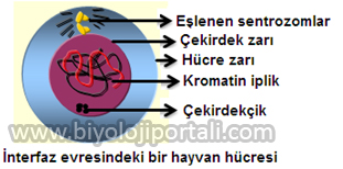 İnterfaz evresindeki bir hayvan hücresi